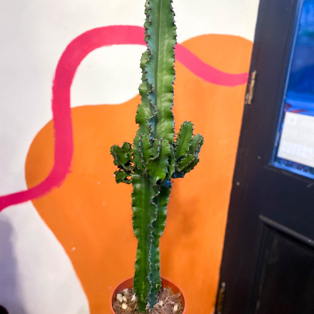 Desert Candle Cactus - Euphorbia acrurensis - Sprouts of Bristol