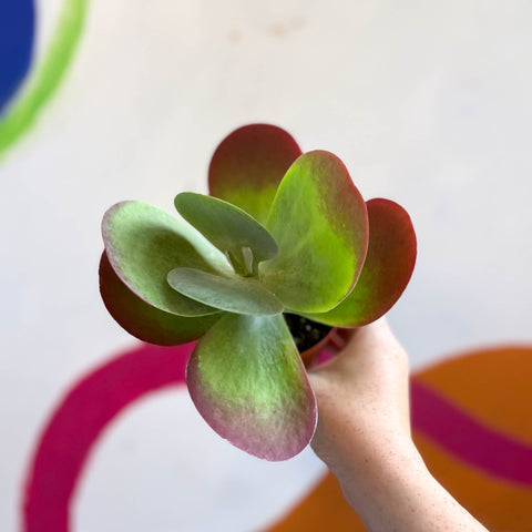 Desert Rose - Kalanchoe thyrsiflora - Sprouts of Bristol