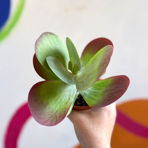 Desert Rose - Kalanchoe thyrsiflora - Sprouts of Bristol