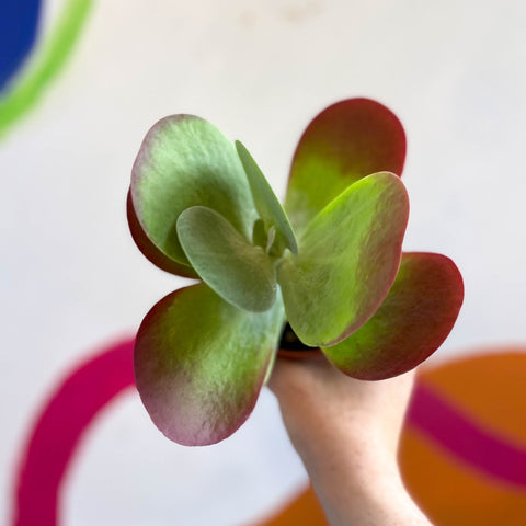 Desert Rose - Kalanchoe thyrsiflora - Sprouts of Bristol