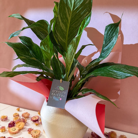 Diamond Peace Lily + Amarah Pot - Valentines Bundle - Sprouts of Bristol