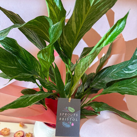 Diamond Peace Lily + Amarah Pot - Valentines Bundle - Sprouts of Bristol