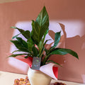 Diamond Peace Lily + Amarah Pot - Valentines Bundle - Sprouts of Bristol