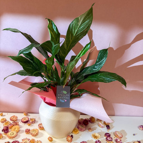 Diamond Peace Lily + Amarah Pot - Valentines Bundle - Sprouts of Bristol
