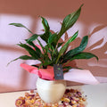Diamond Peace Lily + Amarah Pot - Valentines Bundle - Sprouts of Bristol