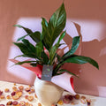 Diamond Peace Lily + Amarah Pot - Valentines Bundle - Sprouts of Bristol