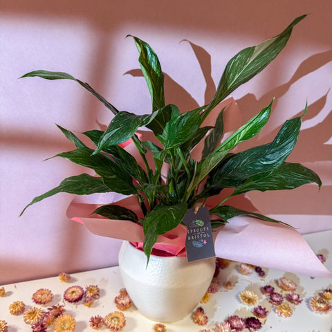 Diamond Peace Lily + Amarah Pot - Valentines Bundle - Sprouts of Bristol