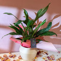 Diamond Peace Lily + Amarah Pot - Valentines Bundle - Sprouts of Bristol
