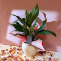 Diamond Peace Lily + Amarah Pot - Valentines Bundle - Sprouts of Bristol