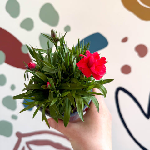 Dianthus 'Oscar Red' - Pot Carnations [British Grown] - Sprouts of Bristol