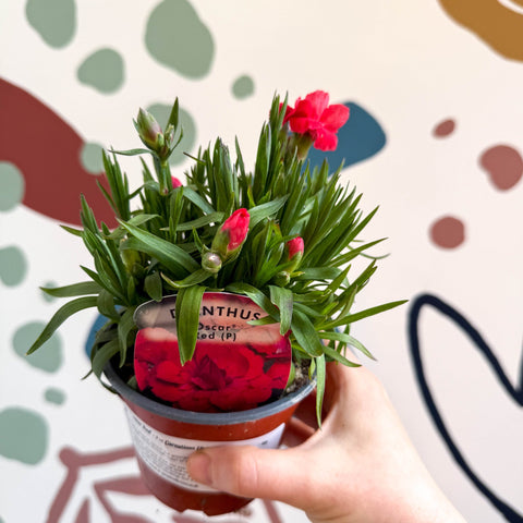 Dianthus 'Oscar Red' - Pot Carnations [British Grown] - Sprouts of Bristol