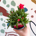 Dianthus 'Oscar Red' - Pot Carnations [British Grown] - Sprouts of Bristol