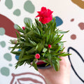 Dianthus 'Oscar Red' - Pot Carnations [British Grown] - Sprouts of Bristol