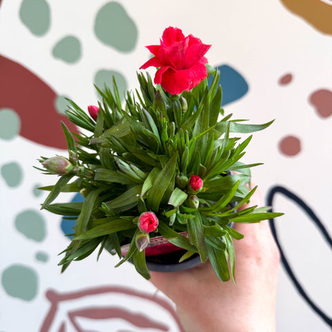 Dianthus 'Oscar Red' - Pot Carnations [British Grown] - Sprouts of Bristol