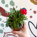 Dianthus 'Oscar Red' - Pot Carnations [British Grown] - Sprouts of Bristol