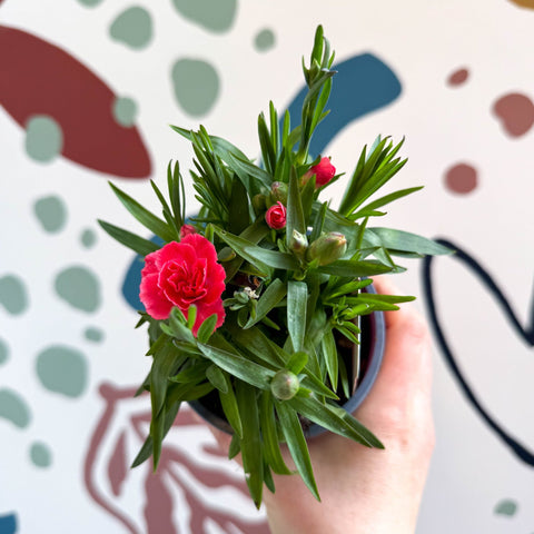 Dianthus 'Oscar Salmon' - Pot Carnations [British Grown] - Sprouts of Bristol