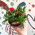 Dianthus 'Oscar Salmon' - Pot Carnations [British Grown] - Sprouts of Bristol