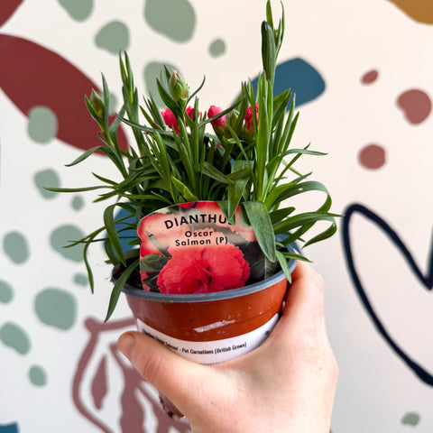 Dianthus 'Oscar Salmon' - Pot Carnations [British Grown] - Sprouts of Bristol