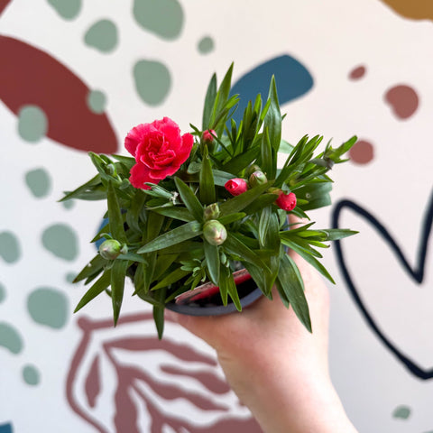 Dianthus 'Oscar Salmon' - Pot Carnations [British Grown] - Sprouts of Bristol
