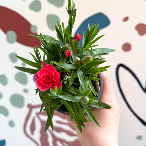 Dianthus 'Oscar Salmon' - Pot Carnations [British Grown] - Sprouts of Bristol