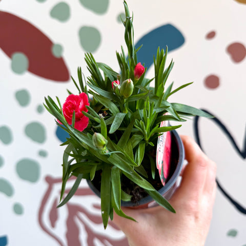 Dianthus 'Oscar Salmon' - Pot Carnations [British Grown] - Sprouts of Bristol