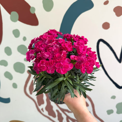Dianthus 'Peman Violet' - Pot Carnations - Sprouts of Bristol