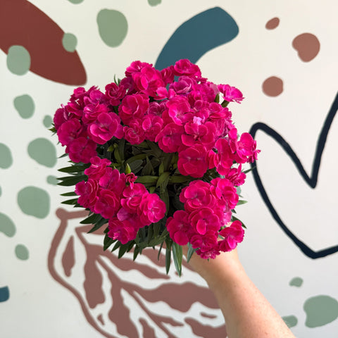 Dianthus 'Peman Violet' - Pot Carnations - Sprouts of Bristol
