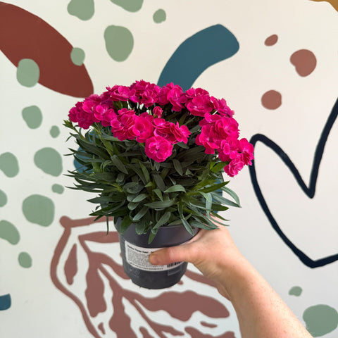 Dianthus 'Peman Violet' - Pot Carnations - Sprouts of Bristol