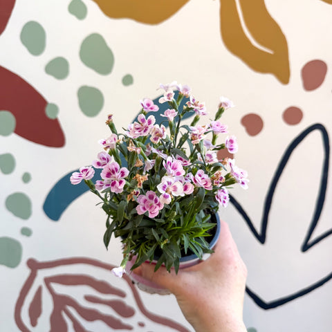 Dianthus 'Pink Kisses' - Pot Carnations - Sprouts of Bristol