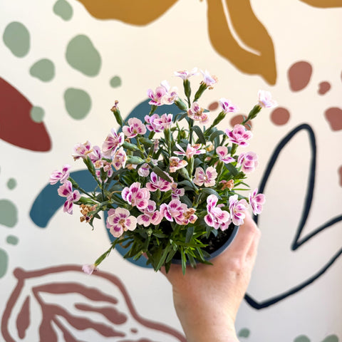 Dianthus 'Pink Kisses' - Pot Carnations - Sprouts of Bristol