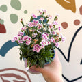Dianthus 'Pink Kisses' - Pot Carnations - Sprouts of Bristol