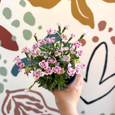 Dianthus 'Pink Kisses' - Pot Carnations - Sprouts of Bristol