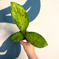 Dieffenbachia ‘Crocodile’ – Leopard Lily - Sprouts of Bristol