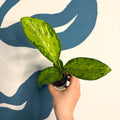 Dieffenbachia ‘Crocodile’ – Leopard Lily - Sprouts of Bristol