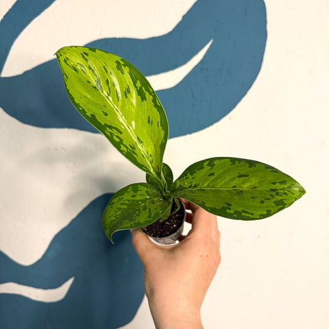 Dieffenbachia ‘Crocodile’ – Leopard Lily - Sprouts of Bristol