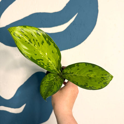 Dieffenbachia ‘Crocodile’ – Leopard Lily - Sprouts of Bristol