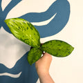 Dieffenbachia ‘Crocodile’ – Leopard Lily - Sprouts of Bristol