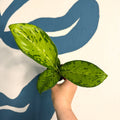 Dieffenbachia ‘Crocodile’ – Leopard Lily - Sprouts of Bristol