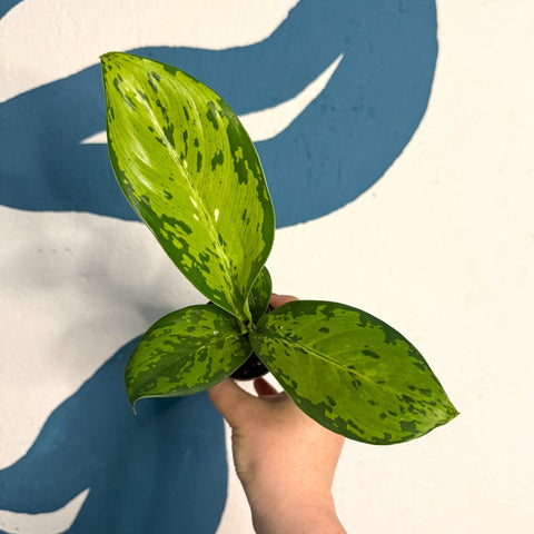 Dieffenbachia ‘Crocodile’ – Leopard Lily - Sprouts of Bristol