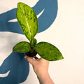 Dieffenbachia ‘Crocodile’ – Leopard Lily - Sprouts of Bristol