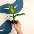 Dieffenbachia ‘Crocodile’ – Leopard Lily - Sprouts of Bristol