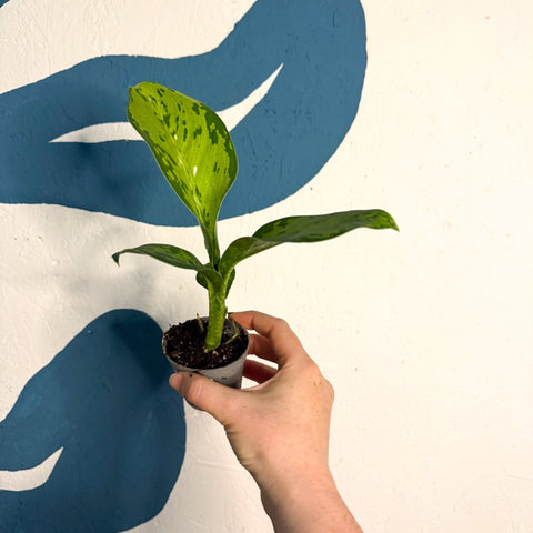 Dieffenbachia ‘Crocodile’ – Leopard Lily - Sprouts of Bristol