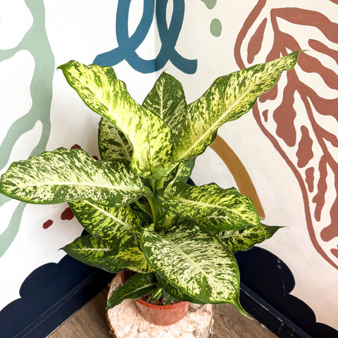 dieffenbachia mars Dieffenbachia 'Mars'