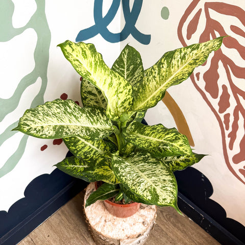 dieffenbachia maculata mars Dieffenbachia 'Mars'