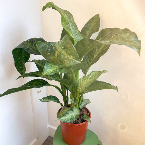 dieffenbachia memoria corsii care Dieffenbachia memoria-corsii