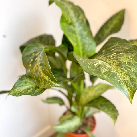 dieffenbachia memoria corsii snow Dieffenbachia memoria-corsii