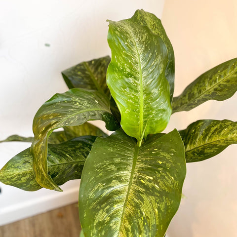 dieffenbachia brown edges Dieffenbachia memoria-corsii