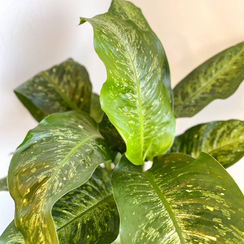 dieffenbachia memoria corsi Dieffenbachia memoria-corsii