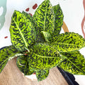 Dieffenbachia ‘Reflector’ – Leopard Lily - Sprouts of Bristol