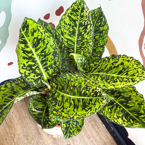 Dieffenbachia ‘Reflector’ – Leopard Lily - Sprouts of Bristol